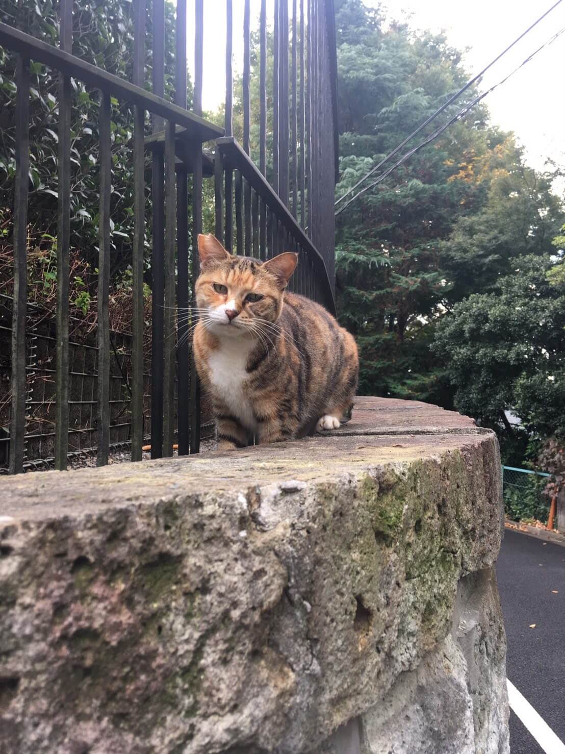 2月22日は猫の日・猫の刻印で指輪を作りたい
